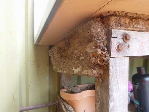Photo: Termites Gone