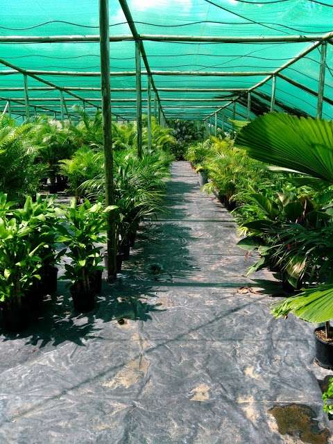 Photo: Wulguru Indoor Plant Hire